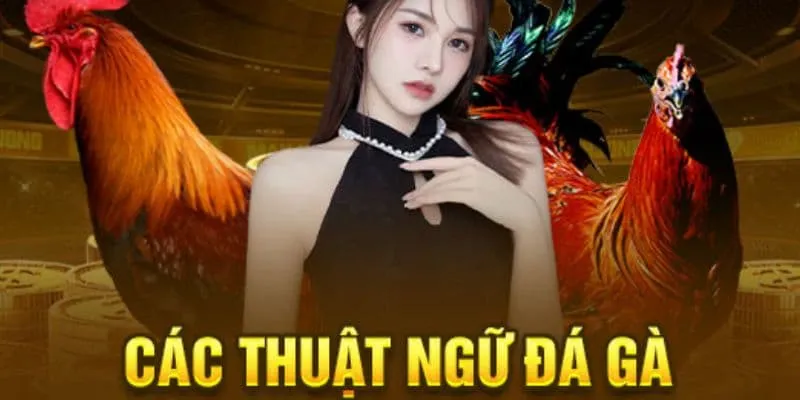 Các thuật ngữ trong đá gà